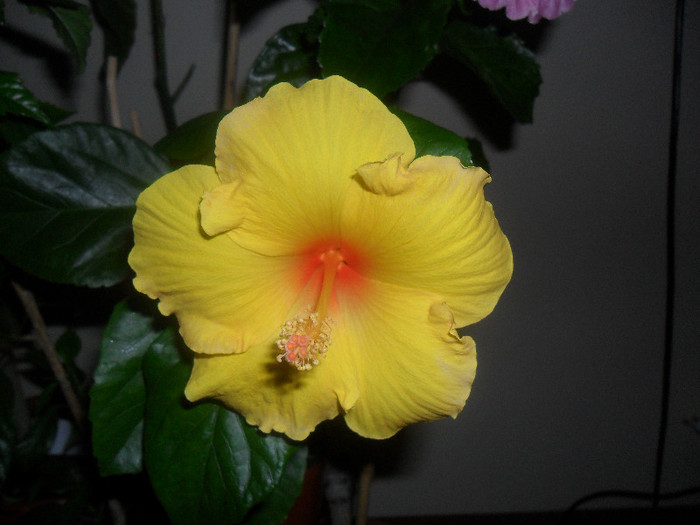 Hibiscus Kim