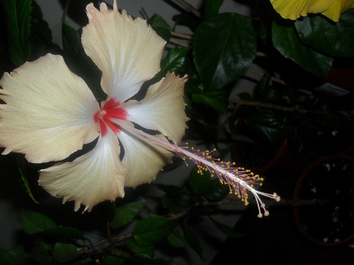 Hibiscus Fort de France