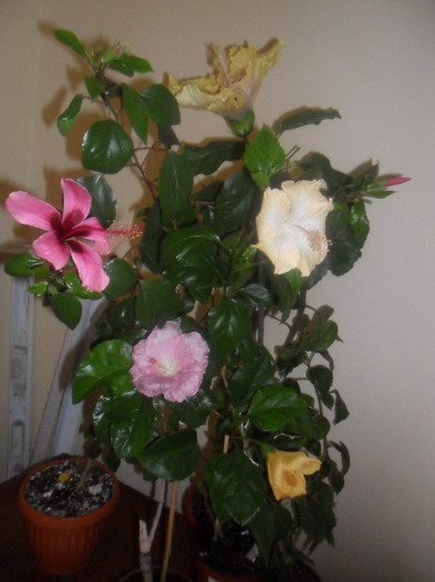 Hibiscus grup