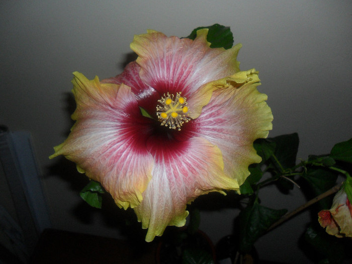 Hibiscus Tahitian Quinn