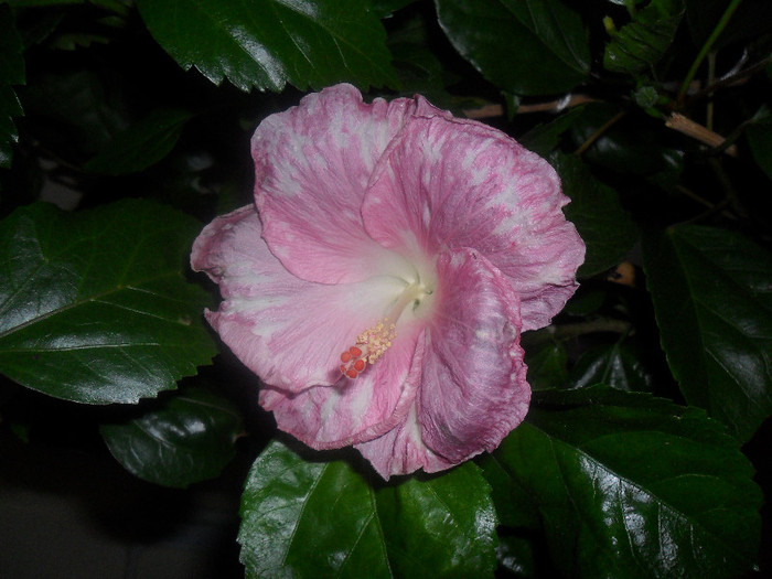 Hibiscus Pay Dirt