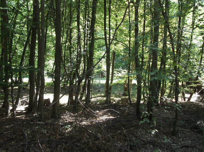 LostFile_JPG_594 - La tara 2012