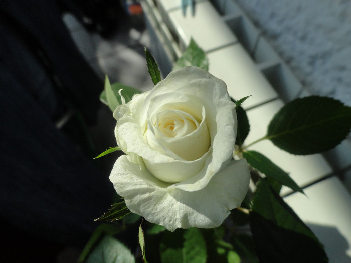 Picture 215 - Mini Rose