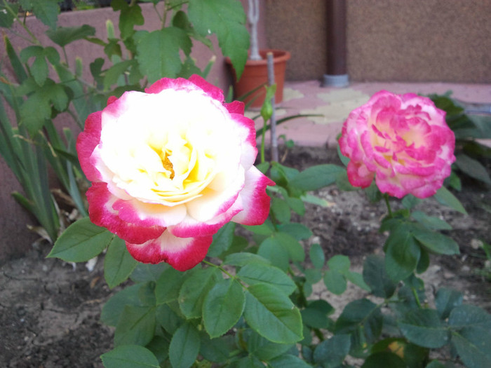 2012-08-16 14.18.51 - Trandafiri 2012