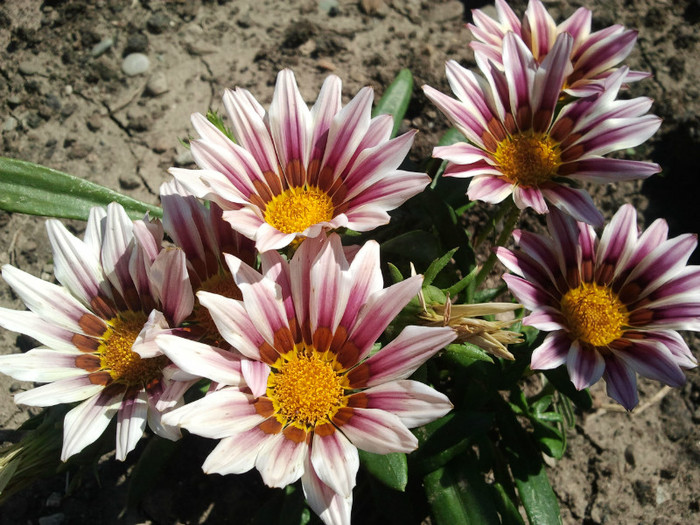 2012-08-16 14.20.04 - GRADINUTA 2012