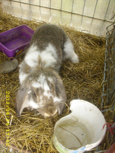 femela 5 luni - iepuri de vanzare