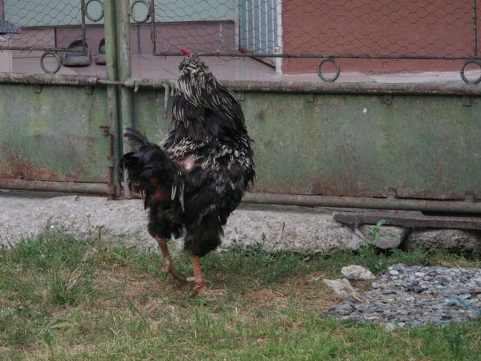 Picture 4151 - 0000-GAINI ARAUCANA SI AMERAUCANA