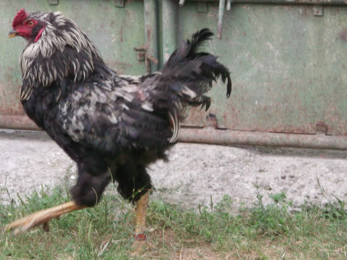 Picture 4152 - 0000-GAINI ARAUCANA SI AMERAUCANA