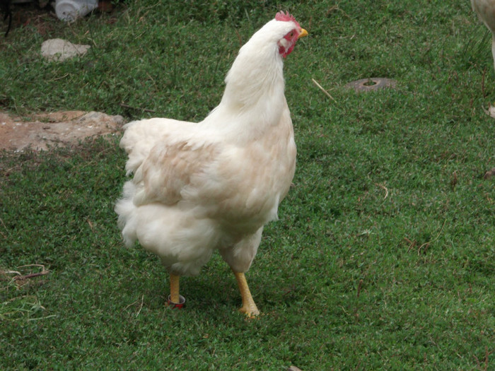 Picture 4154 - 0000-GAINI ARAUCANA SI AMERAUCANA