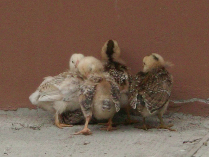 noi cu...... - 00000-PUI DE AMERAUCANA SI ARAUCANA2012