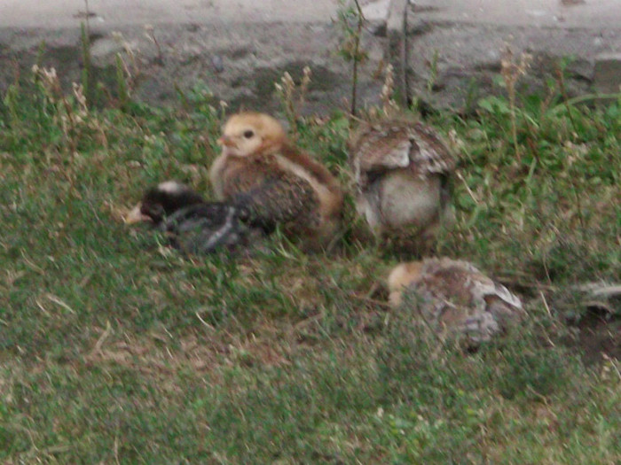 .........familia - 00000-PUI DE AMERAUCANA SI ARAUCANA2012