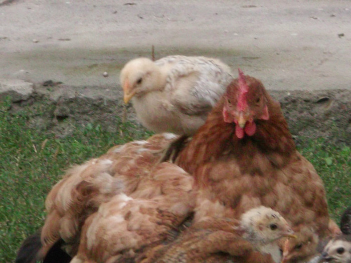 OBSERVATOR TERESTRU - 00000-PUI DE AMERAUCANA SI ARAUCANA2012