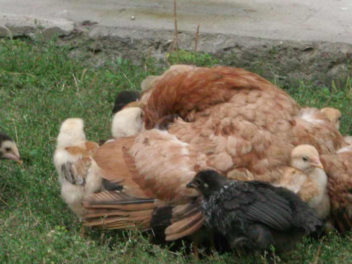 UNDE-I OARE MAMICA NOASTRA? - 00000-PUI DE AMERAUCANA SI ARAUCANA2012