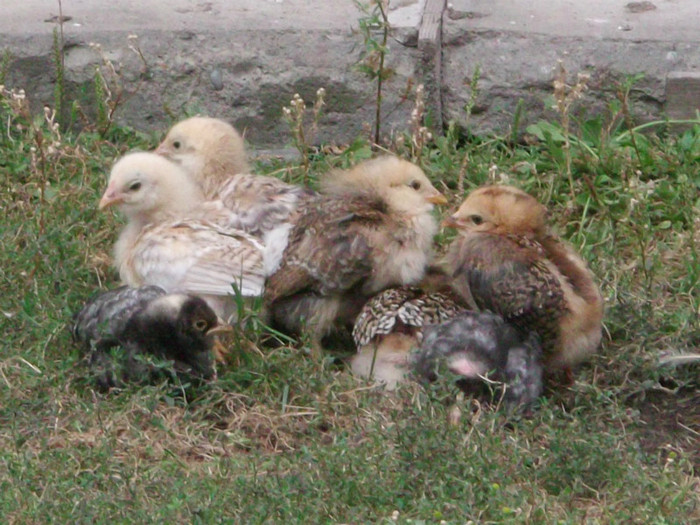 SUNTEM DE LA CASA DE COPII - 00000-PUI DE AMERAUCANA SI ARAUCANA2012