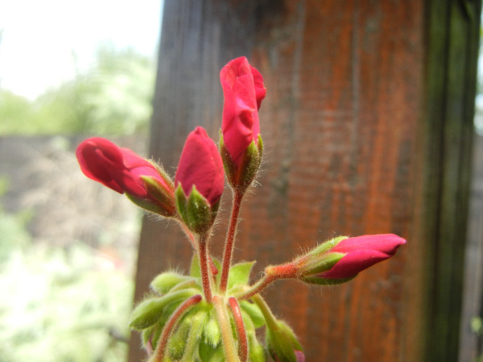 Cyclamen Lia Geranium (2012, Aug.17)