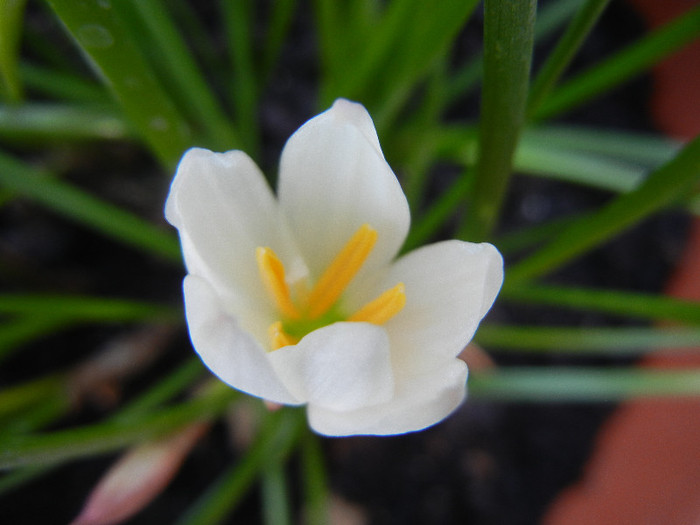 Zephiranthes candida (2012, August 16) - White Rain Lily