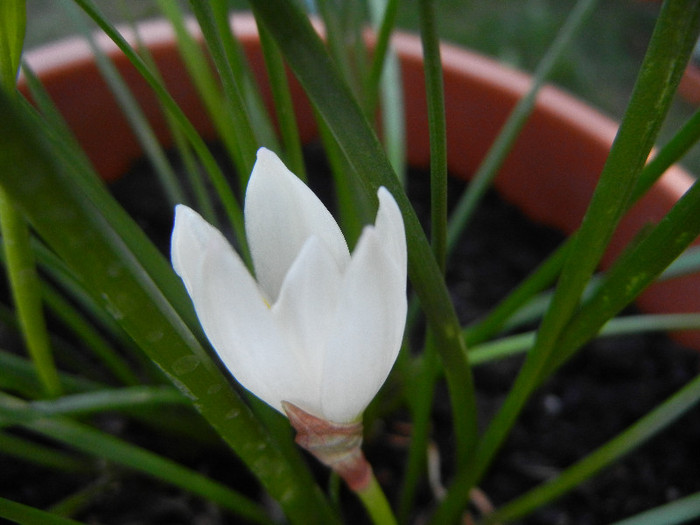 Zephiranthes candida (2012, August 16) - White Rain Lily