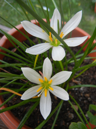 Zephiranthes candida (2012, August 17) - White Rain Lily