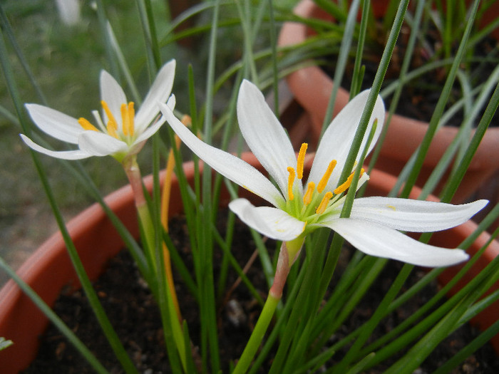 Zephiranthes candida (2012, August 17) - White Rain Lily