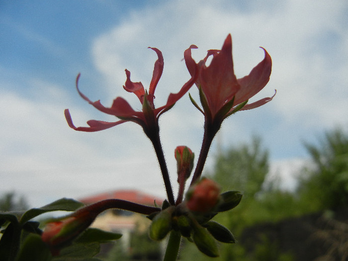 Pink Stellar Geranium (2012, Aug. 17)