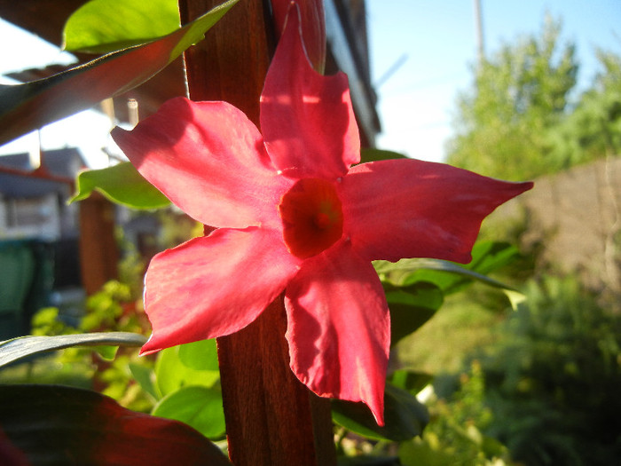 Mandevilla Summer Bell Red (`12, Aug.15) - Mandevilla Summer Bell Red