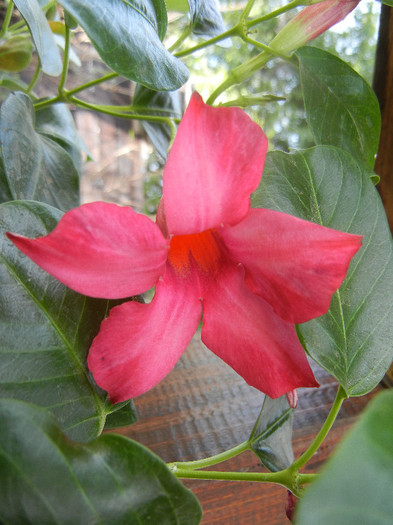 Mandevilla Summer Bell Red (`12, Aug.17) - Mandevilla Summer Bell Red