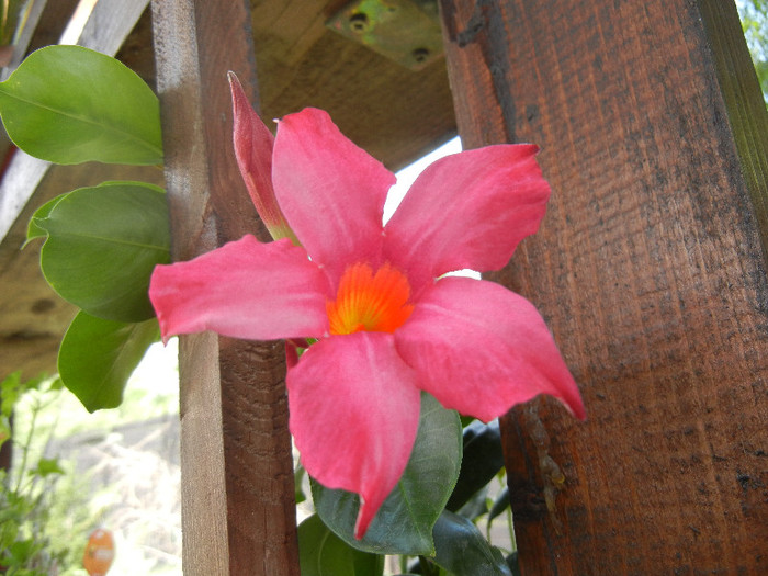 Mandevilla Summer Bell Red (`12, Aug.17)