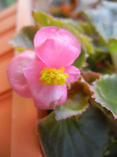 Begonia semperflorens (2012, August 17) - Begonia semperflorens