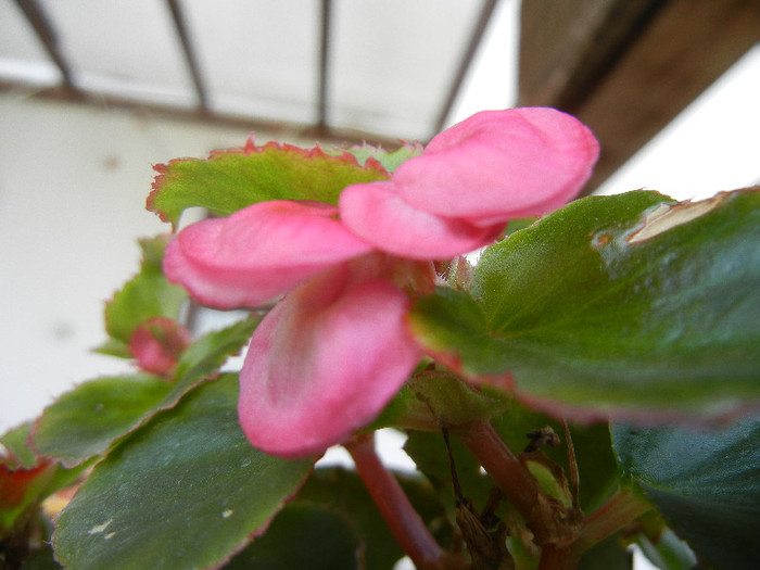 Begonia semperflorens (2012, August 17) - Begonia semperflorens