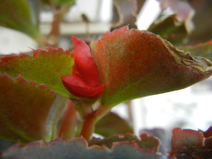 Begonia semperflorens (2012, August 17)