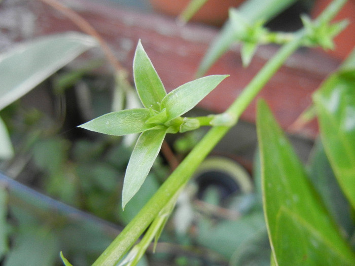 Green Spider Plant (2012, Aug.17) - Spider plant Green