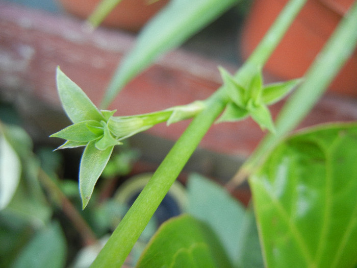 Chlorophytum comosum (2012, Aug.17) - Spider plant Green