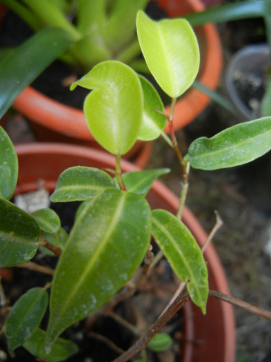 Ficus benjamina (2012, August 17) - Ficus benjamina