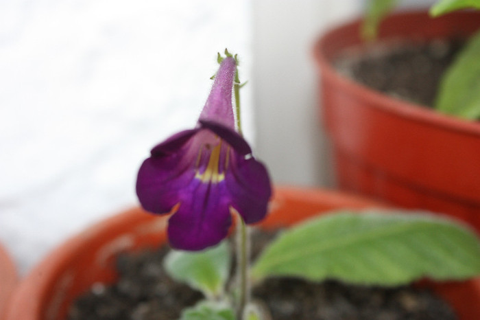 IMG_5470 - Gloxinii si strepto