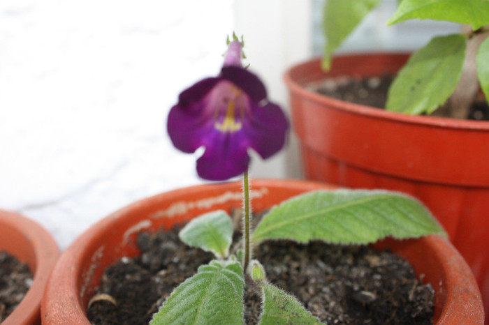 IMG_5471 - Gloxinii si strepto