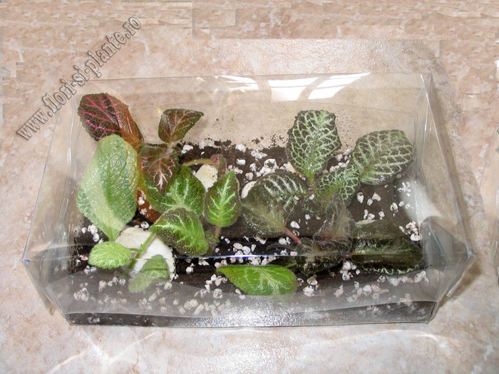 Episcia mix; 2012
