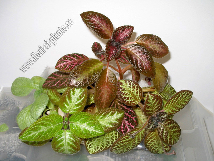 Episcia mix; 2012
