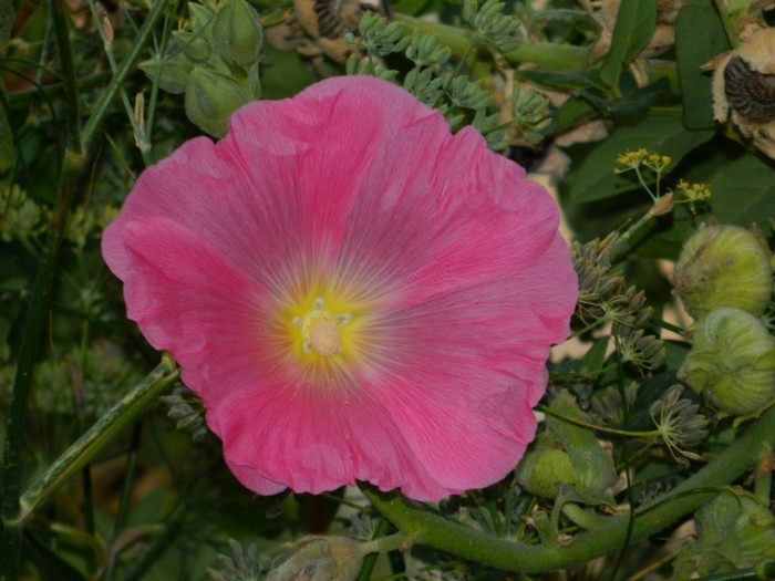 DSCN8146 - August 2012