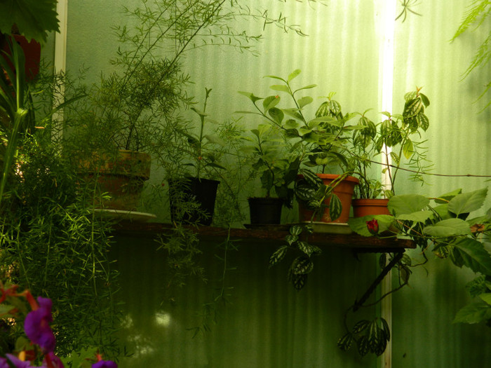 DSCN8224 - August 2012