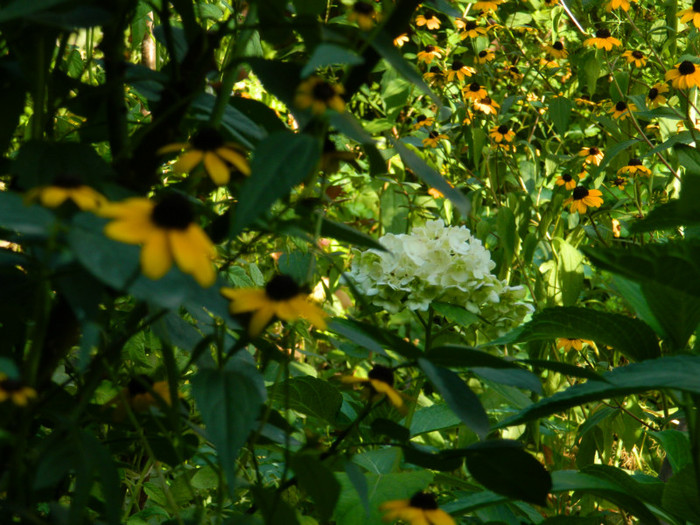 DSCN8237 - August 2012
