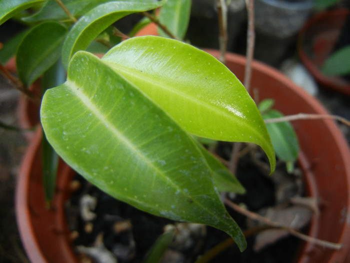 Ficus benjamina (2012, August 17) - Ficus benjamina