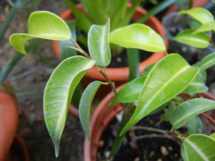 Weeping Fig (2012, August 17) - Ficus benjamina