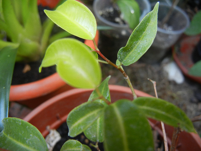 Benjamins Fig (2012, August 17) - Ficus benjamina