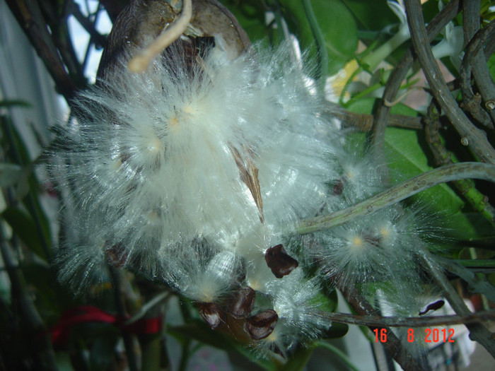 a inceput sa zboare samanta.... - 0- STEPHANOTIS