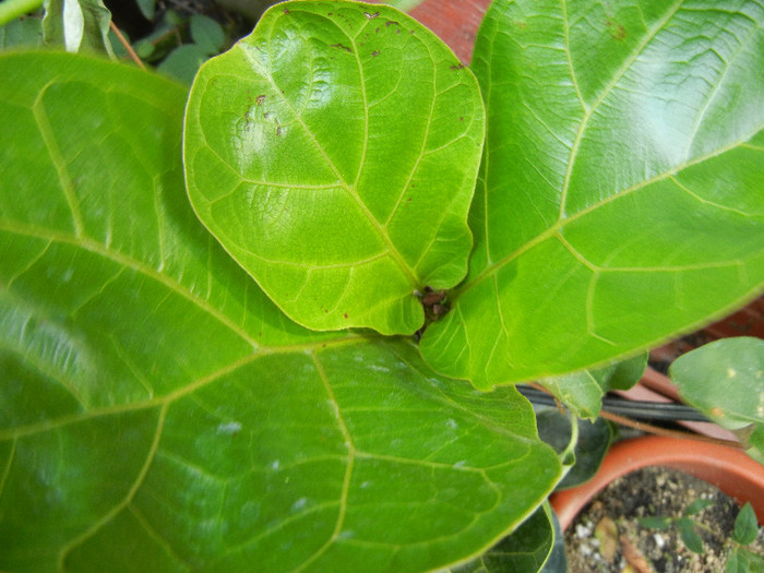 Fiddle-leaf Fig Bambino (2012, Aug.17) - Ficus lyrata Bambino