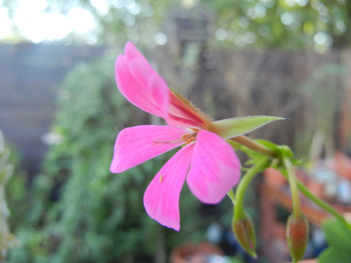 Mini Cascade Pink (2012, Aug.16) - Ivy-geranium Mini Cascade Pink