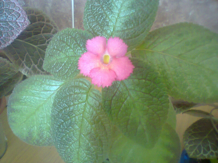 Lill Lemon - 17 august - 2012_Episcia