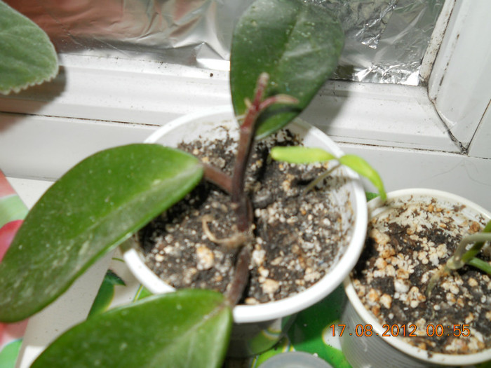 hoya motoskay de la Mirela - EVOLUTIE FLORI PRIMITE