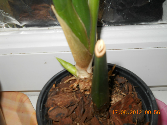 scumpa mea - EVOLUTIE FLORI PRIMITE