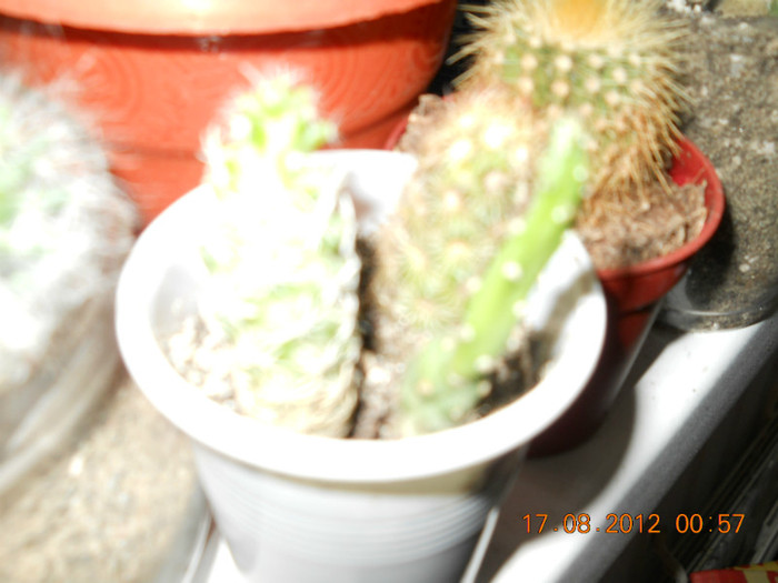16.08.2012 049 - EVOLUTIE FLORI PRIMITE